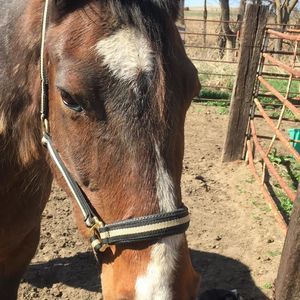 Meet your Posher, Austine